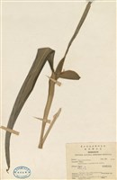 藏品(穗花山奈)的圖片